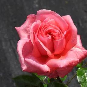 Special Anniversary Climbing Rose (Rosa Special Anniversary) 1